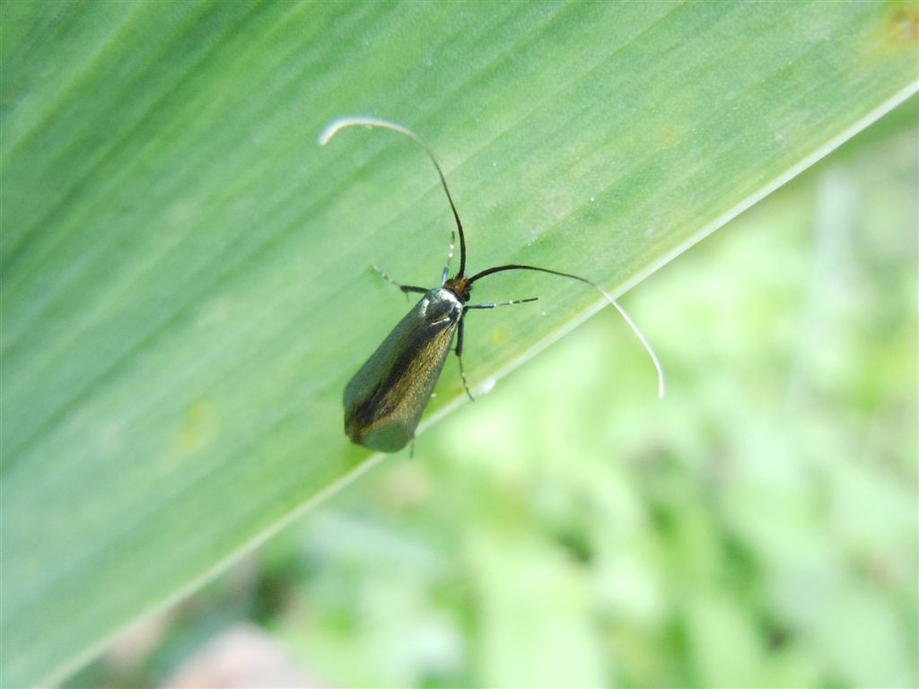 Adela reaumurella?